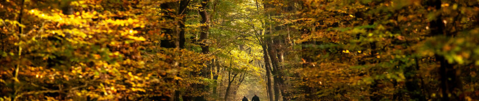 Wandelpaden hoge Veluwe